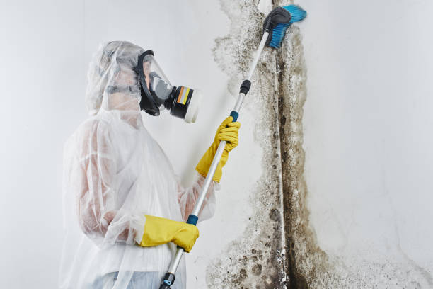 Mold Testing and Removal in Fresno, CA