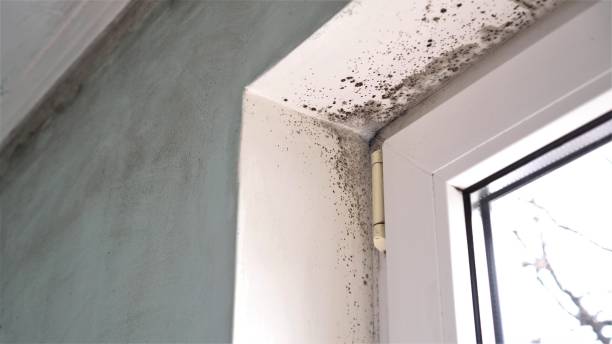 Best Same-Day Mold Removal  in Fresno, CA