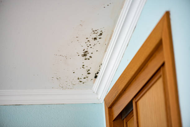 Best Mold Cleaning Services  in Fresno, CA