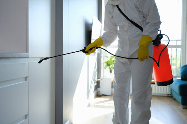 Best Local Mold Removal Service  in Fresno, CA