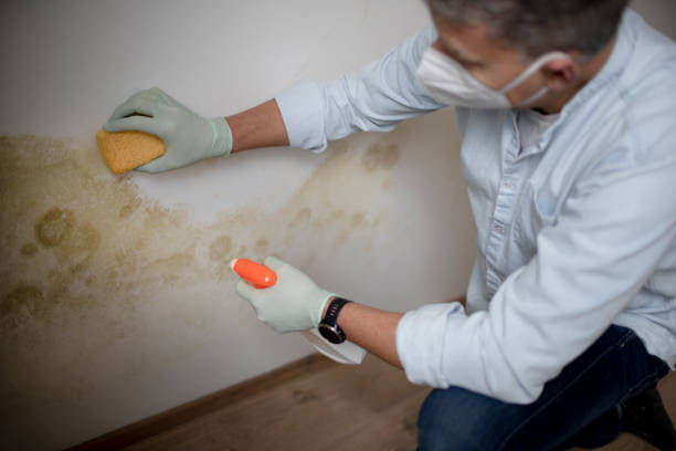 Best Home Mold Removal  in Fresno, CA