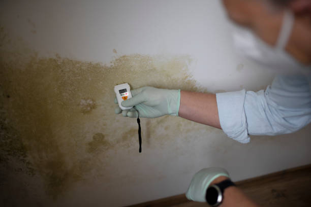 Best Residential Mold Removal  in Fresno, CA