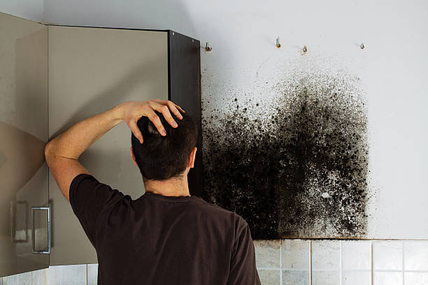 Office Mold Removal Services in Fresno, CA