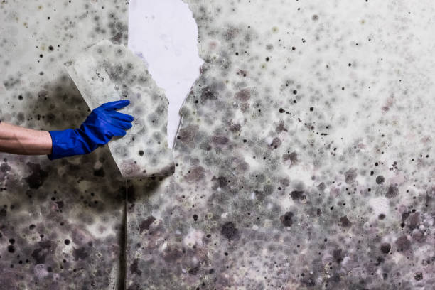 Best Certified Mold Removal  in Fresno, CA