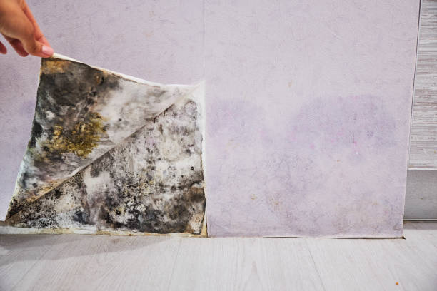 Best Mold Testing  in Fresno, CA